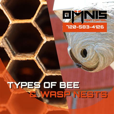 Types of Bees and Wasps Nests - OMNIS Pest Control