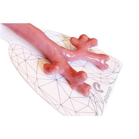 Bronchoscopy Simulator | 1025387 | Plan3D | S_SB_3050 | Airway ...