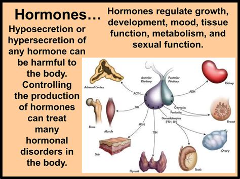 177-Anatomy-Endocrine-System-INCLUDING GLANDS | PPT