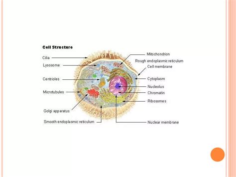 General morphology of the cell | PPTX