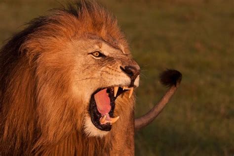 Image result for Lion Algorithm