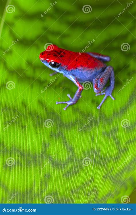Strawberry poison frog stock image. Image of frog, forest - 32256829