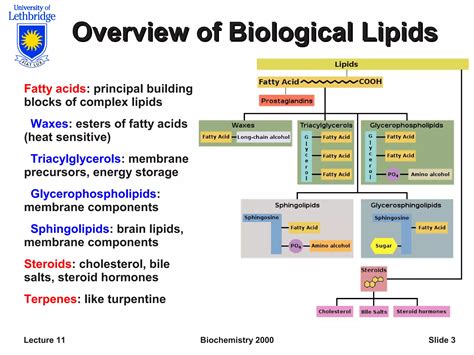 Lipids by Bchm2022.pdf