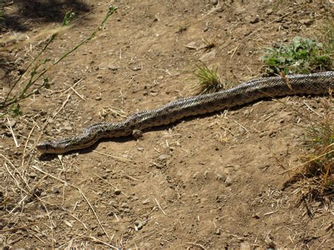 What Is A Two-Step Snake at Keira Jeanneret blog