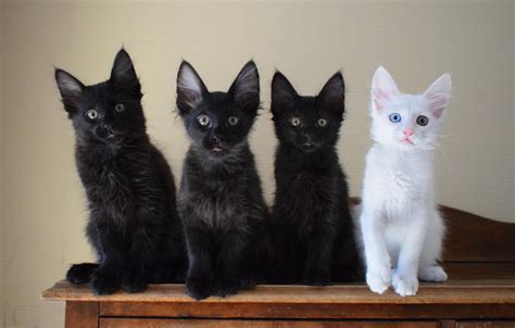 Black Turkish Angora Kittens