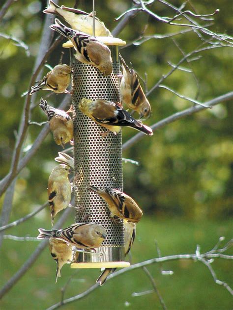Bird Feeders For Yellow Finches at Maggie Lee blog
