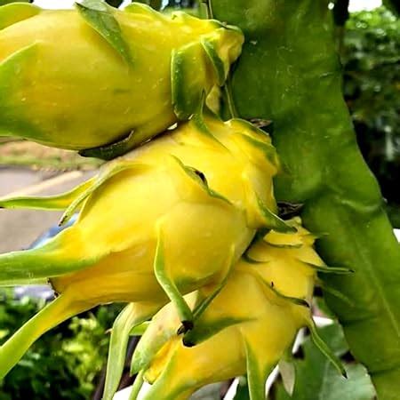 AGRO ALIVE Israeli Yellow Dragon Fruit Plant 6 to 12 inch Size : Amazon ...