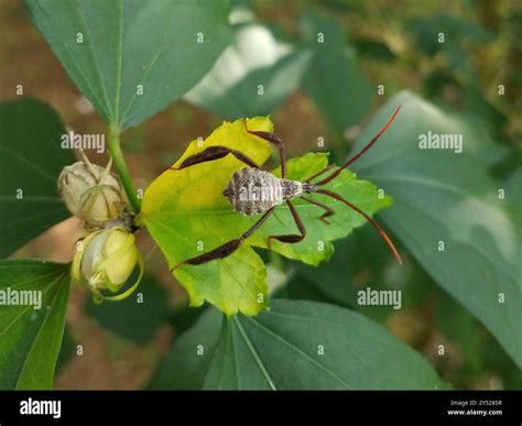 Giant leaf-footed bug (Acanthocephala declivis) Insecta Stock Photo - Alamy