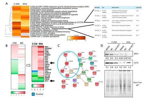 Understanding the Molecular Mechanism of miR-877-3p Could Provide ...