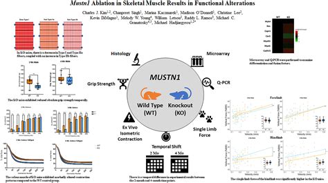 Mustn1 ablation in skeletal muscle results in functional alterations ...