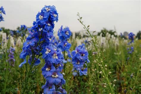Larkspur KS Spl Mix – korrelseeds