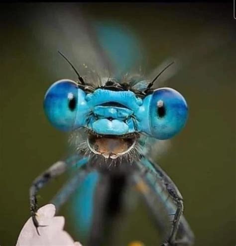 Image result for ArrayList in Python