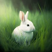 Image result for White Fluffy Bunny