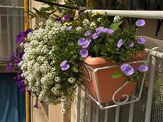fiori invernali per balconi fiori da balcone fiori invernali per balconi fiori da balcone