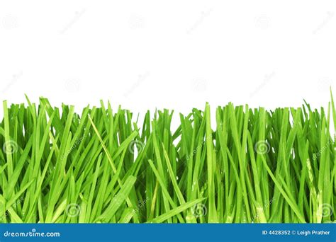 Fresh cut grass stock photo. Image of organic, fresh, garden - 4428352