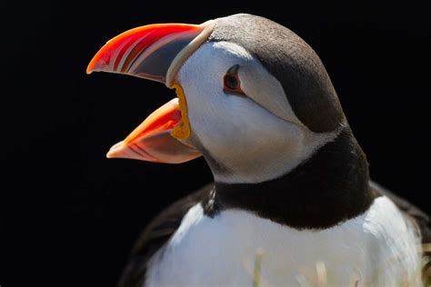 Puffin – The bird that has become synonymous with Iceland - Icelandic Times