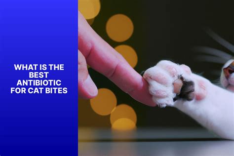 Best Cat Bite Antibiotic: Essential Tips and Recommendations for Treating Cat Bites