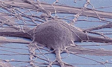 Reprogramming Cells 的图像结果