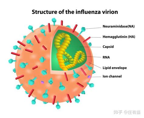 图表：流感病毒如何感染人