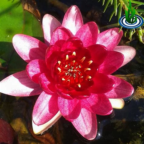 Buy Nymphaea Perry's Baby Hardy Water Lily Tuber Live Water Plants for ...