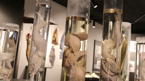 Phallological Museum in Iceland | Penis Museum in Iceland