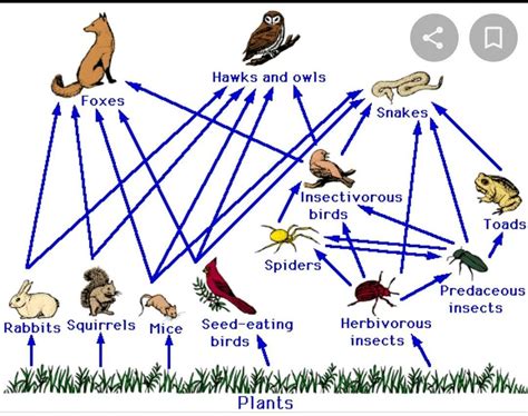 draw food web diagram and explain its components - Brainly.in
