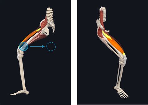 Image result for How Muscles Work Video