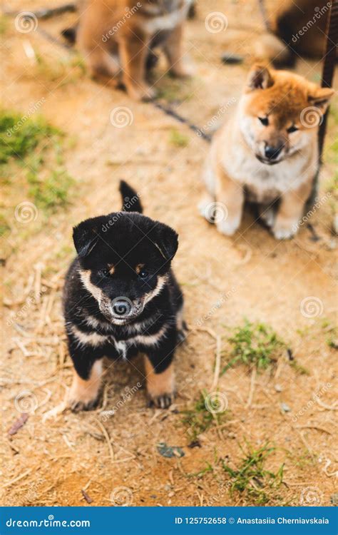 Portrait of Cute Black and Tan Shiba Inu Puppy Sitting Outside on the ...