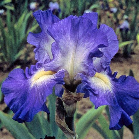 Zone 4 Reblooming Iris