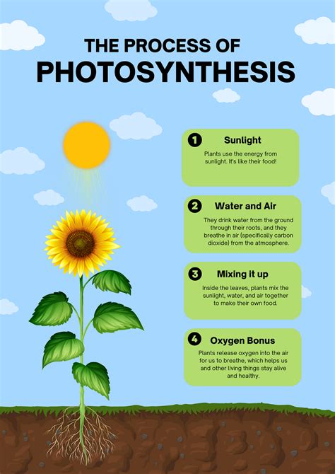 Lesson How Plants Make Food Photosynthesis Betterlesson How Do Plants
