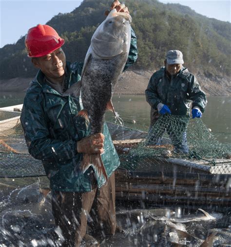 一网收起1800多公斤 永康“水库养鱼”实现经济生态效益双丰收-中国网