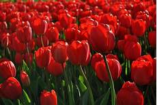 significato fiori tulipani tulipani significato fiori il significato dei significato fiori tulipani tulipani significato fiori il significato dei