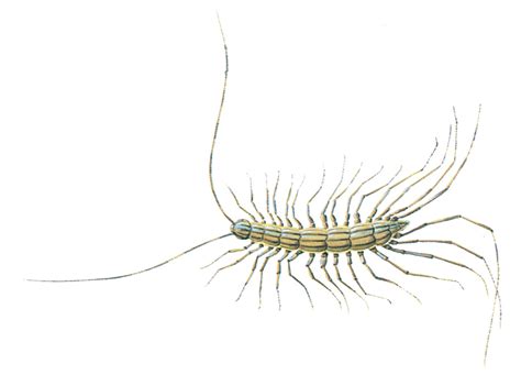 Centipedes – How do they coordinate all those legs?