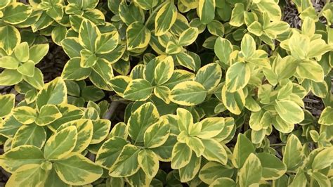 Evergreen Ground Cover — BABOCHON