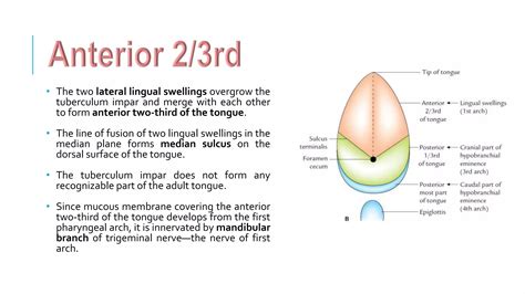 Development of tongue | PPTX