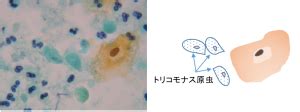 Image result for Why Python and Where Python Used Images