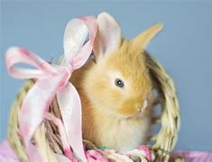 Image result for Easter Baskets & Bunnies