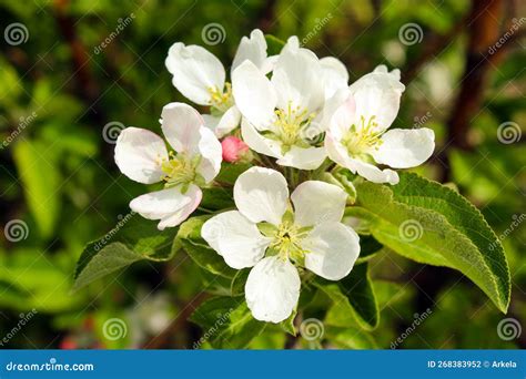 Wagener apple blossom stock photo. Image of branch, season - 268383952