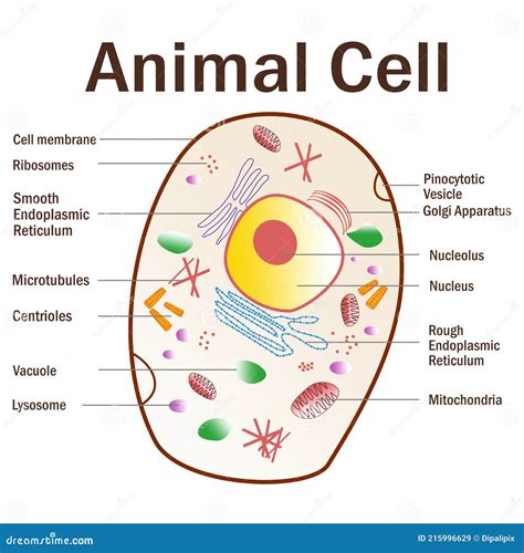 Illustration With Label at Ruby Vannatter blog