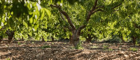 Cultivating Quality Solutions Developed for Horticultural Crops