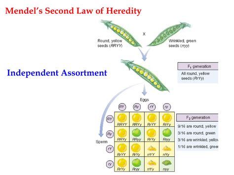 Mendelian Genetics understanding the Mendelian | PPT