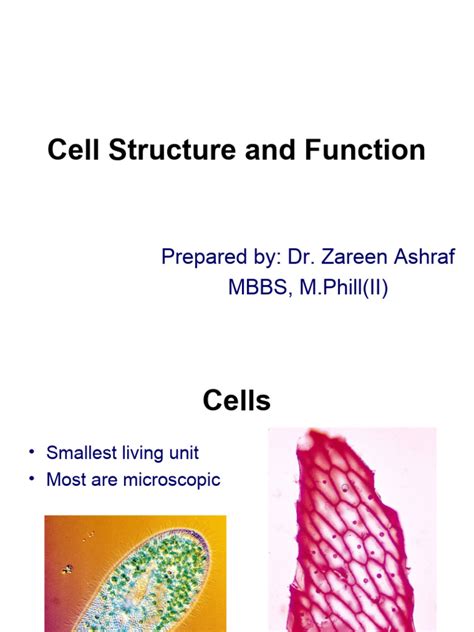 Cell Structure | PDF | Cell (Biology) | Cell Membrane