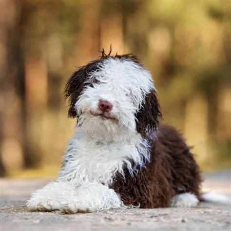 Are Spanish Water Dog Hypoallergenic