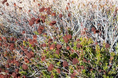 Eriogonum fasciculatum (California buckwheat)