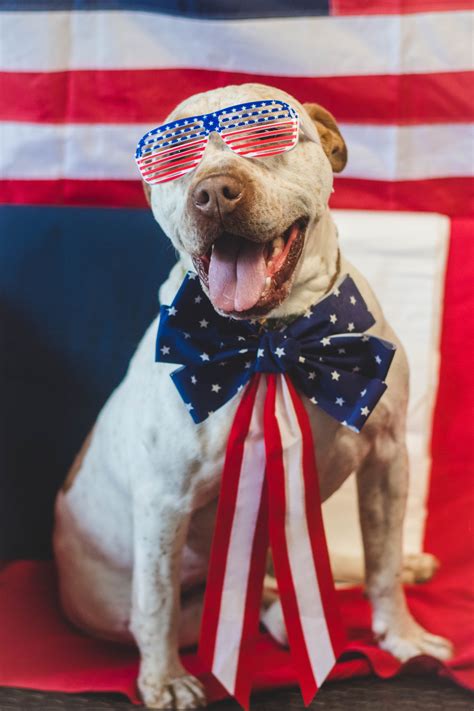 Shenango Valley Animal Shelter – No Kill. Animal Control. Adopt.