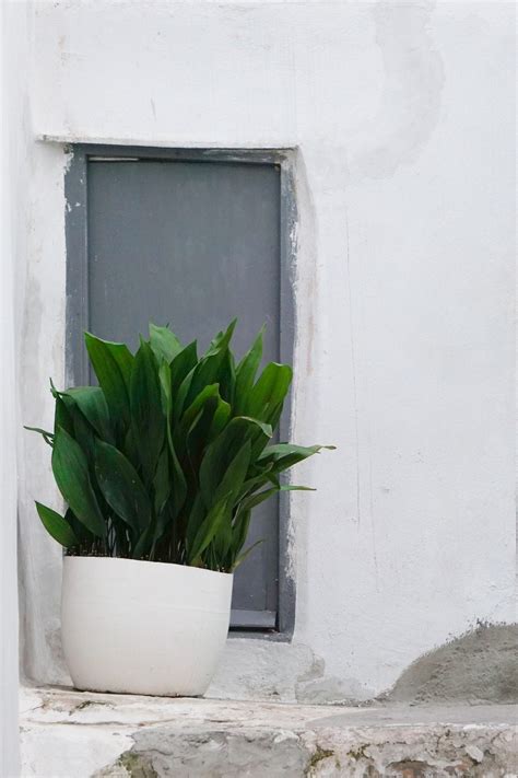 Plant Care Guide