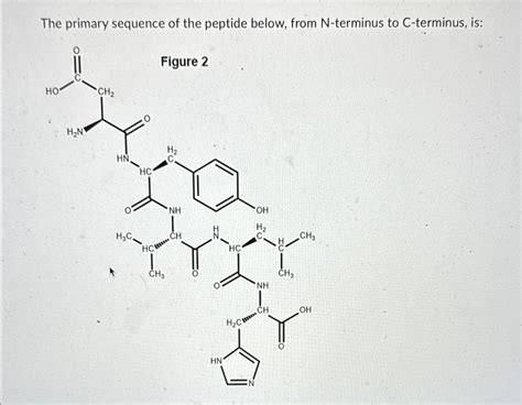 Solved The primary sequence of the peptide below, from | Chegg.com