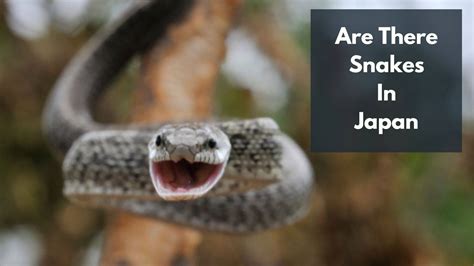 Are There Snakes in Japan | 8 Most Common Types Of Snakes In Japan ...