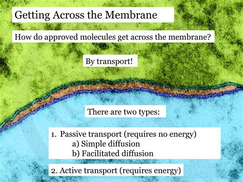 Cell Theory & Membranes | PPT