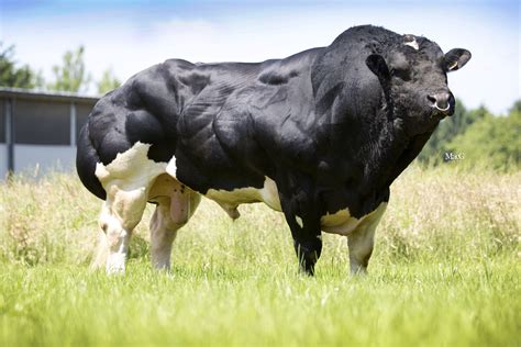 Belgian Blue | Belgian blue cattle, Belgian blue, Blue cow